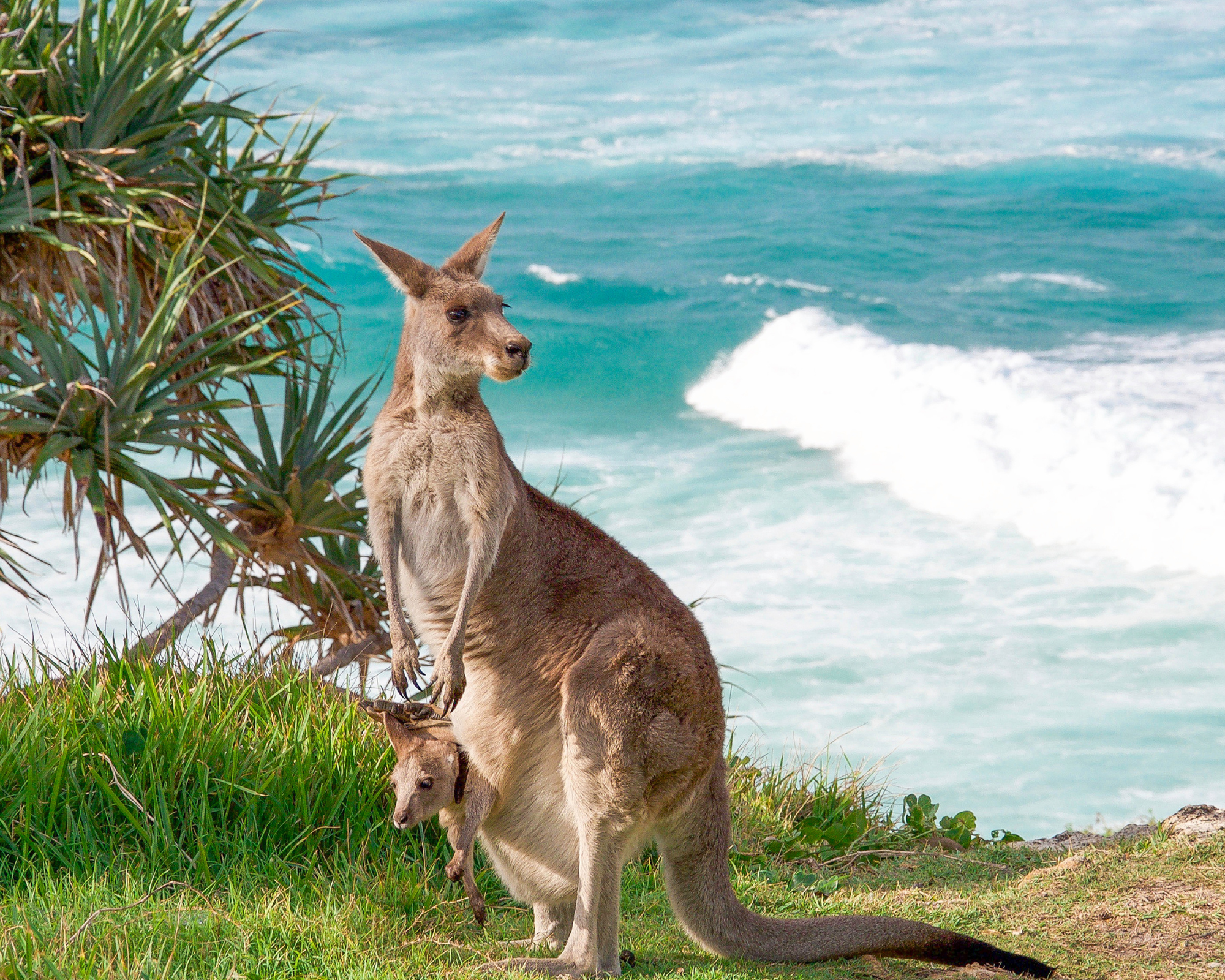 Kangaroo Island