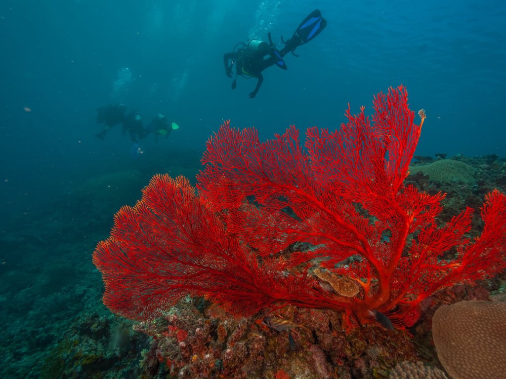 Buceo 1