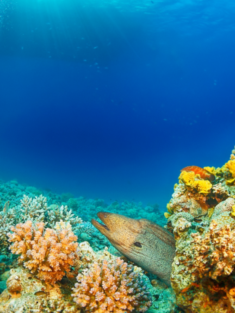 IMAGEN BUCEO